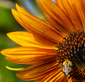 Golden Forager - Photo by Amy Keith