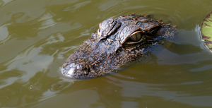 Golf Ball Keeper - Photo by Kevin Hulse