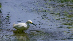 Got One! - Photo by Frank Stapleford