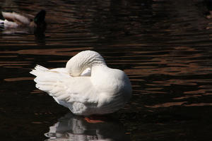 Graceful Still Life - Photo by Frank Stapleford