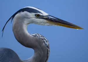 Class B 1st: Great Blue by Leslie Caromile