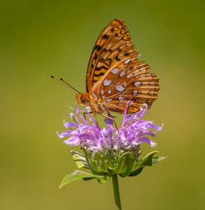 Salon 1st: Great Spangled Fritillary on Bee Balm by Merle Yoder