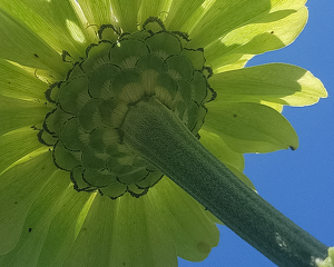 Class A 2nd: Green Zinnia by Bill Latournes