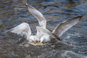 Salon 1st: Gulls Fighting Over Herring by Lorraine Cosgrove