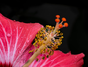 Happy Hibiscus - Photo by Mark Tegtmeier