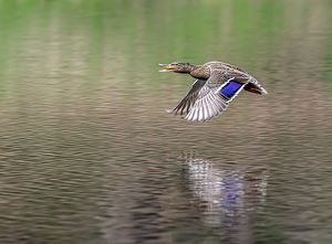 Happy Mallard - Photo by Marylou Lavoie