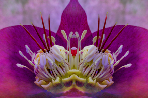 Helleborus on steroids! - Photo by Janice Oliveri