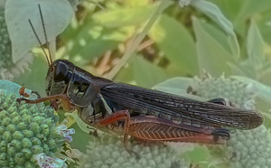 Class B HM: Hello Grasshopper by Pamela Carter