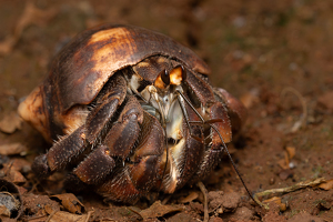 Hermit the Crab - Photo by Alison Wilcox