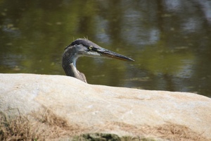 Heron - Photo by Frank Stapleford