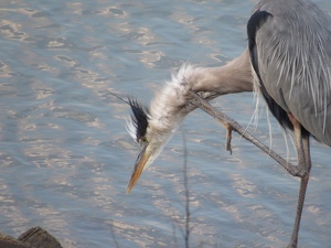 Herons - Photo by Frank Stapleford