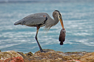 Herron With Dinner - Photo by Bill Latournes