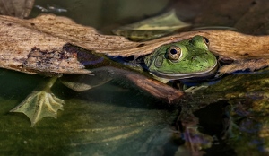 Class A HM: Hidden by Dolores Brown