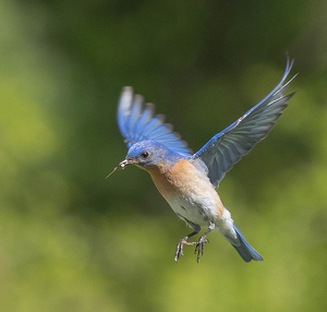 Hold On I'm Coming - Photo by Marylou Lavoie