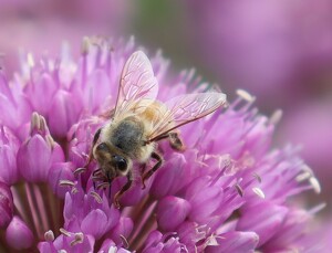 Class B 2nd: Honeybee by Mireille Neumann