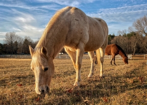 Horses at Dusk - Photo by Dolores Brown