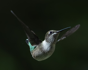 Class A 1st: Hovering by Bill Latournes
