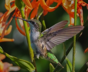 Class A HM: Hummingbird in Flight by Quyen Phan