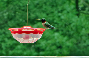 Hummingbird on the feeder - Photo by Chip Neumann