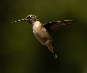 Hummingbird - Photo by Bill Latournes