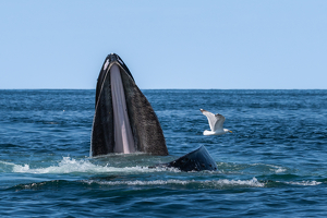 Humpback Whale with Mouth Wide Open - Photo by Lorraine Cosgrove