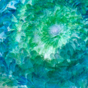 Class B 1st: Hydrangea ICM by Janice Oliveri