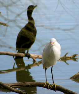 I think I am being followed - Photo by Chip Neumann