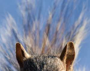 I'm All Ears - Photo by Grace Yoder