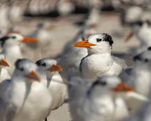 I'm Somebody - Photo by Eric Wolfe
