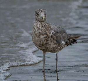 Immature Gull - Photo by Kevin Hulse