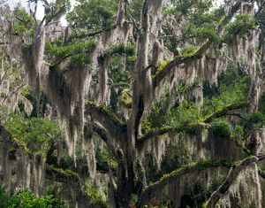 In the Garden of ZZ Top - Photo by Kevin Hulse