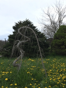 Indecisive Tree - Photo by Frank Stapleford