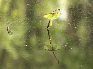 It's a bug - Photo by David Hughes