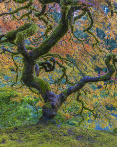 Class B 1st: Japanese Maple by Lisa Willsey