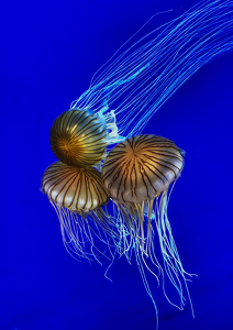 Class A 1st: Jelly Trio by Janice Oliveri