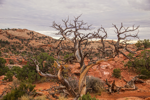 Juniper Tree - Photo by Jim Patrina