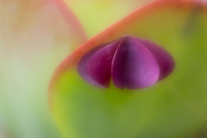 Juxtaposed - Photo by Janice Oliveri