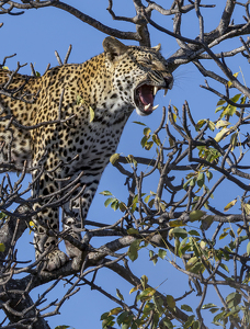 Class A HM: King of the Treetops by Nancy Schumann