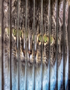 Kitty Looking Out - Photo by Dolores Brown