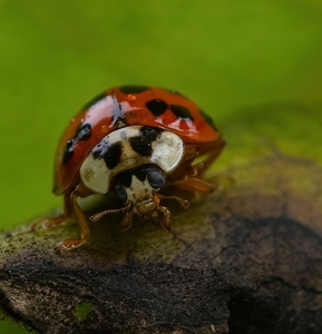 Ladybug - Photo by Bill Latournes
