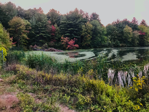 Lake Basille in Spring - Photo by Frank Stapleford