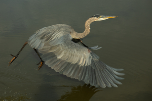 Landing - Photo by Bill Latournes