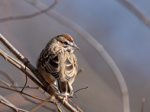 Class A HM: Lark Sparrow by Alison Wilcox