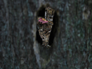 Leaf Through the Tree - Photo by Chip Neumann