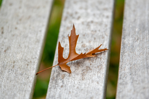 Leaf - Photo by Marylou Lavoie