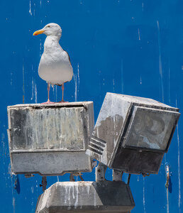 Light Painting - Avian Style - Photo by John Straub