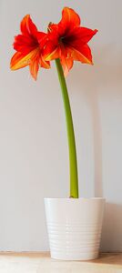 Lily - Photo by David Hughes