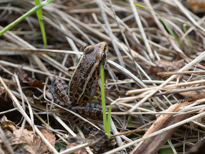Little Hopper - Photo by Mark Tegtmeier