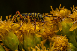 Salon HM: Locust Borer by Chris Wilcox