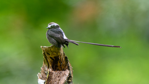 Long-tailed Tyrant in Costa Rica - Photo by Tim Abbuhl
